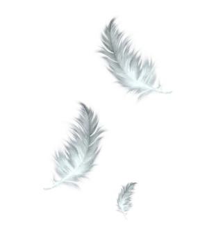 three white feathers on a white background