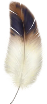 a feather on a white background