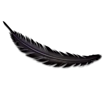 a black feather on a white background