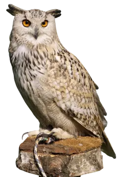 an owl perched on a piece of wood