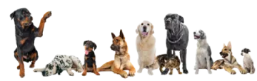 a group of dogs sitting next to each other dogs