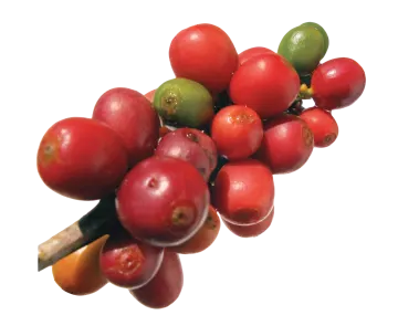 a bunch of red and green fruit