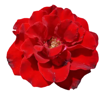 a red flower on a white background