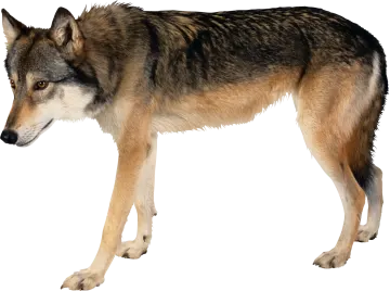 a wolf standing in front of a white background