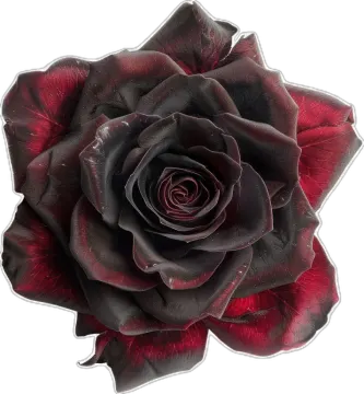 a black and red rose on a white background