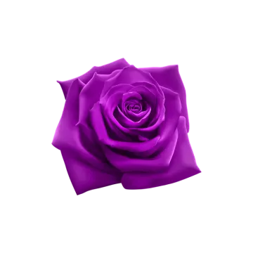 a purple rose on a white background