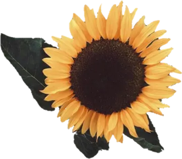 a sunflower on a white background