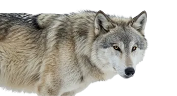 a wolf standing in front of a white background