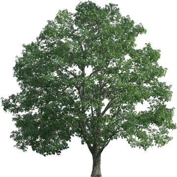 a tree on a white background