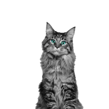 a black and white cat with blue eyes