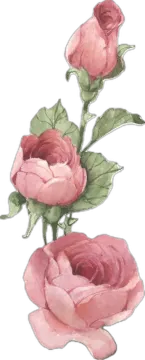 two pink roses on a white background