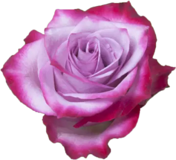 a pink rose on a white background
