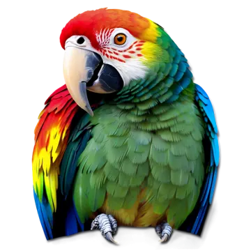 a colorful parrot sitting on a white surface