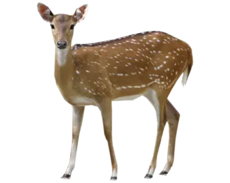 a small deer standing in front of a white background