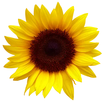 a yellow sunflower on a white background