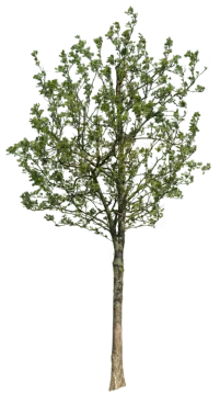 a small tree on a white background