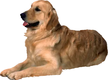 a brown dog laying down on the ground