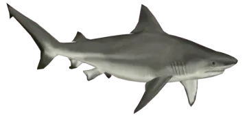 a drawing of a great white shark