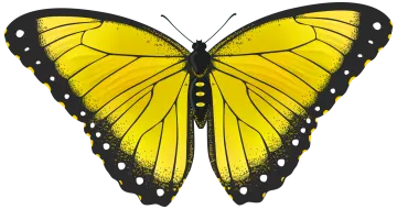 a yellow butterfly on a white background