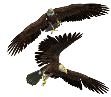 two eagles flying side by side