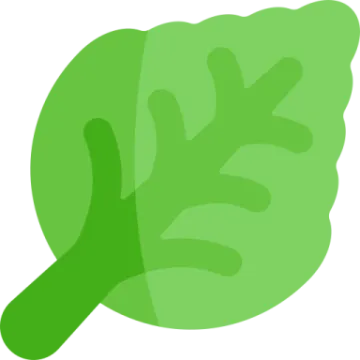 a green leaf on a white background