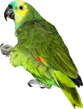 a green parrot sitting on top of a tree branch