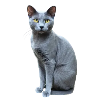 a gray cat sitting on a white surface