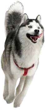 a husky dog running on a white background