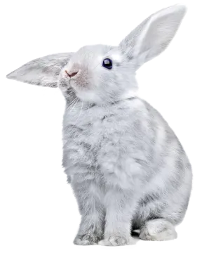 a white rabbit with blue eyes sitting down