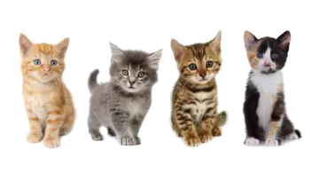 a group of kittens sitting in a row