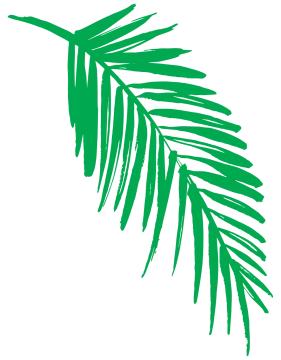 a green palm leaf