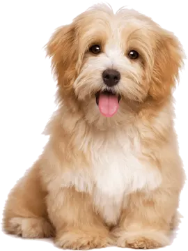 a small brown and white dog with its tongue out