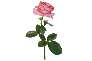 a single pink rose on a white background
