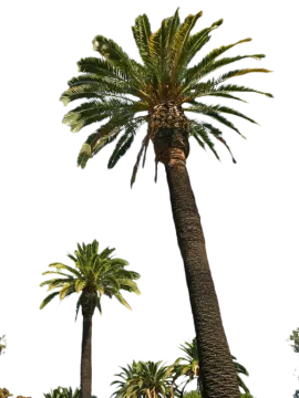 palm trees against a white sky