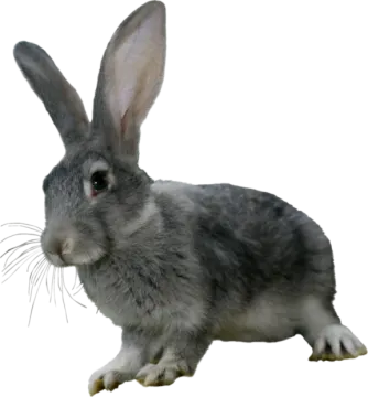 a gray rabbit on a white background