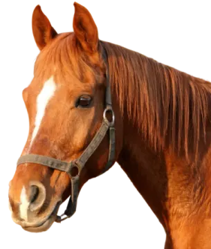 a close up of a horse's head