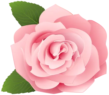 a pink rose with green leaves