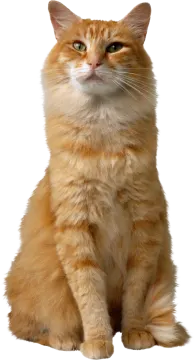 an orange cat sitting on a white background