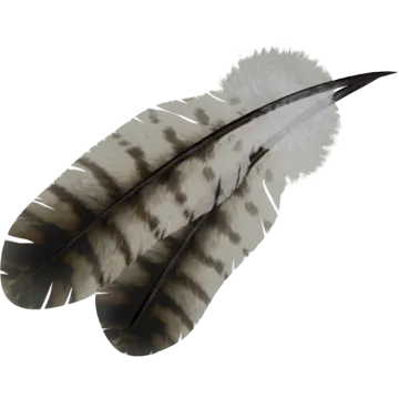 a black and white feather