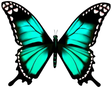 a green butterfly on white background