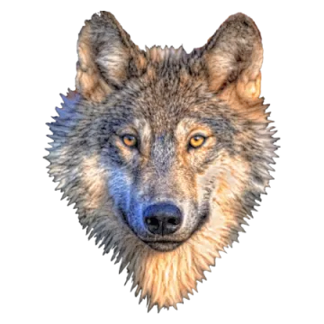a close up of a wolf's face