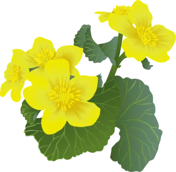 a yellow flower with green leaves