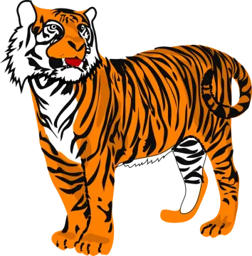 a tiger standing in front of a white background