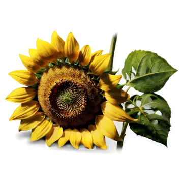 a close up of a sunflower on a white background