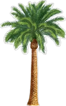 a palm tree sticker on a white background