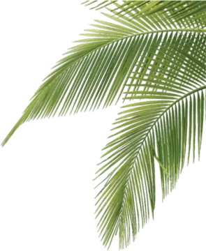 a green palm leaf
