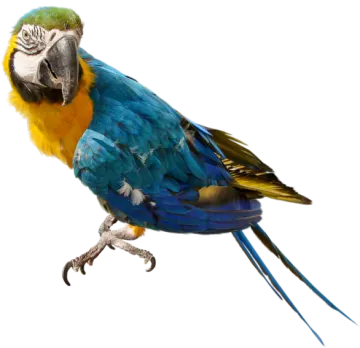 a blue and yellow parrot perched on a white background