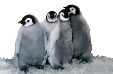 a couple of penguins standing next to each other