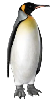 an illustration of a penguin