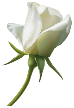 a white rose flower with green leaves